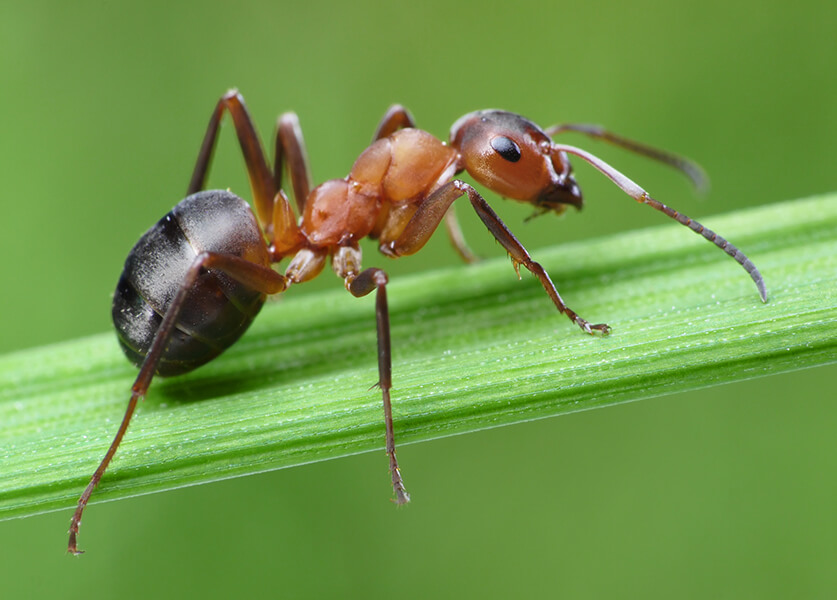 رؤية النمل في المنام للمتزوجة